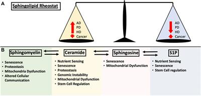 Implications of Sphingolipids on Aging and Age-Related Diseases